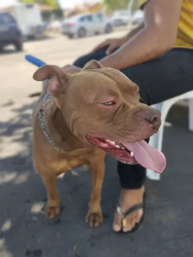 Cachorro 