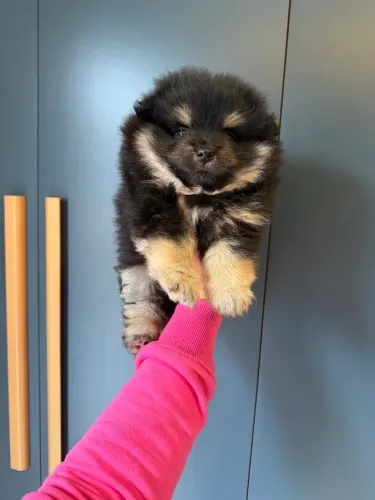 Spitz alemão- Lulu da pomerania
