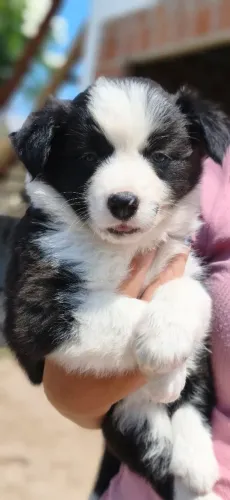 Filhote de border Collie