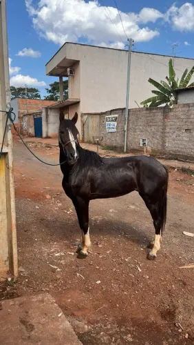 Manga Larga paulista