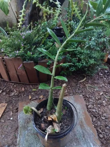 Planta zamioculca