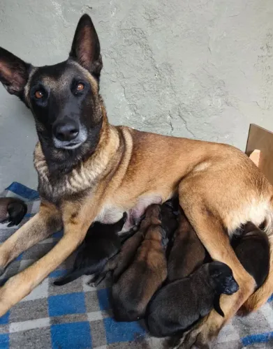 Filhotes Pastor Belga Malinois
