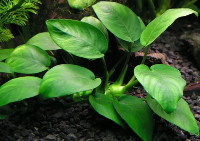 Plantas aquáticas aquário lago