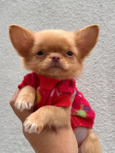 chihuahua- A Raça preferida do Brasil