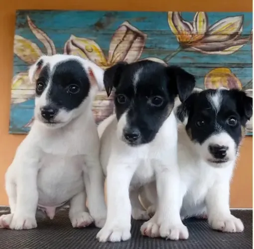 lindos pinscher x chihuahua Respondo pelo 9.9751.6491