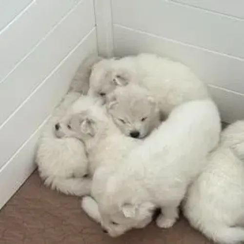 Samoyeda,Samoyeda Filhote Linda Linhagem Disponível