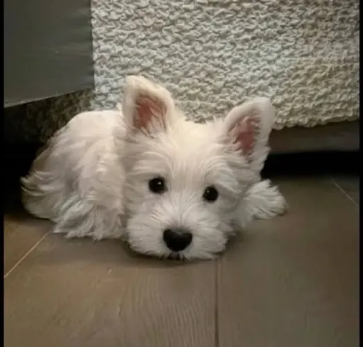 West terrier 