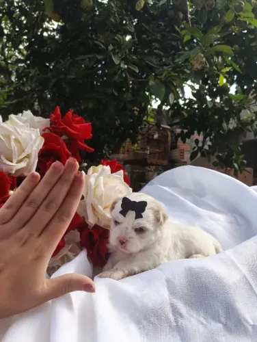 Macho miniatura branco de lhasa Apso mini adestrado pedigree micro lhasa