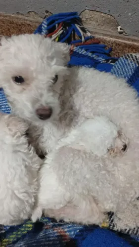 Filhote de poodle