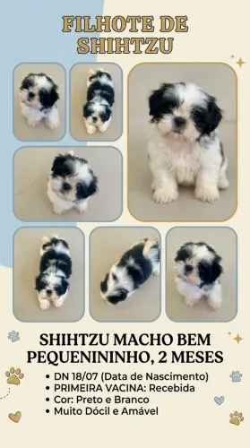 Shihtzu macho bem pequeno 