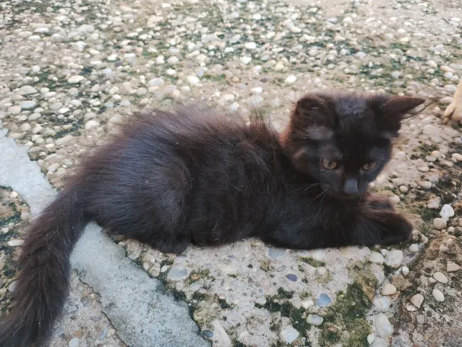 Gatinho macho para adoção 