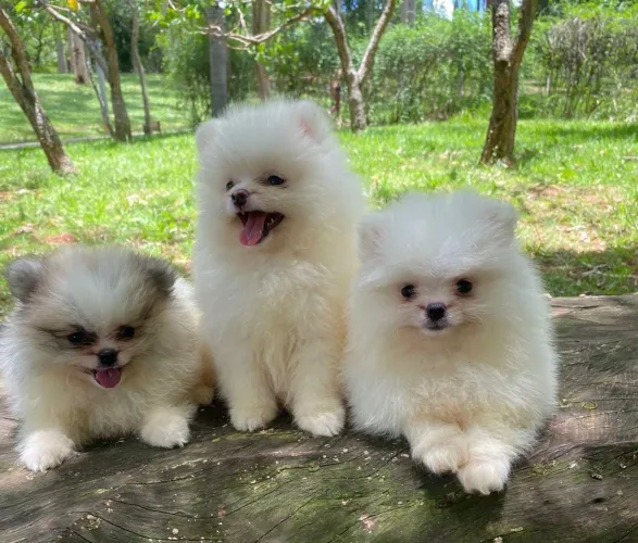 Spitz alemão-Raça de pequeno porte conhecida pelo visual marcante