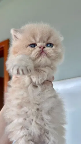Gato Persa