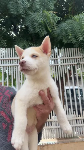 Husky Siberiano