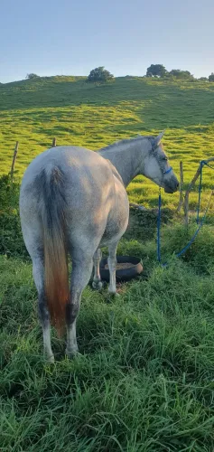 Egua mangalarga prenha