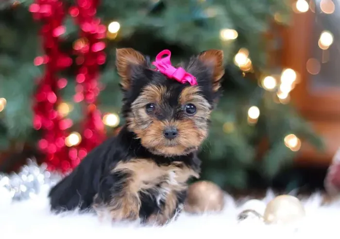 Yorkshire Terrier,Yorkshire Terrier Filhote Disponível Entrega Facilitada