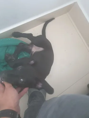 Estou doando um cachorro