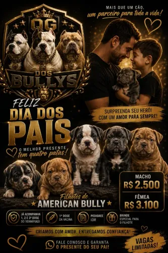 Lindos filhotes de american bully disponíveis