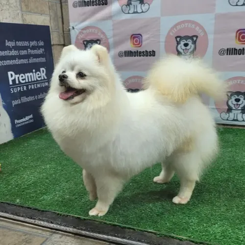 Spitz Alemão - filhotes para pessoas exigentes em 10x sem juros