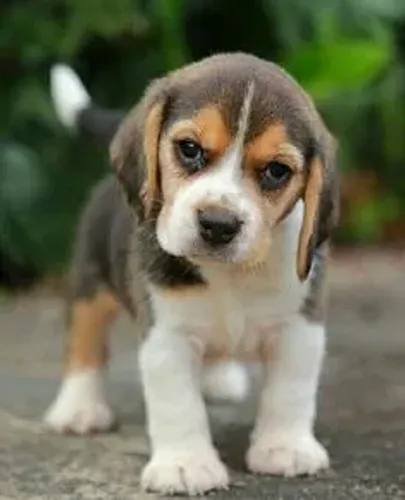 Beagle - Companheiro Alegre  