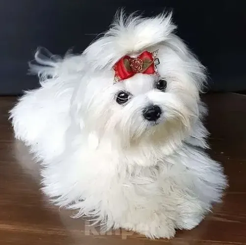 Maltês Babys Pequenos, Cães de Companhia Perfeitos