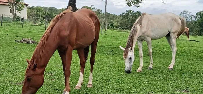 Potros 1/2 sangue QM  trabalho/esporte