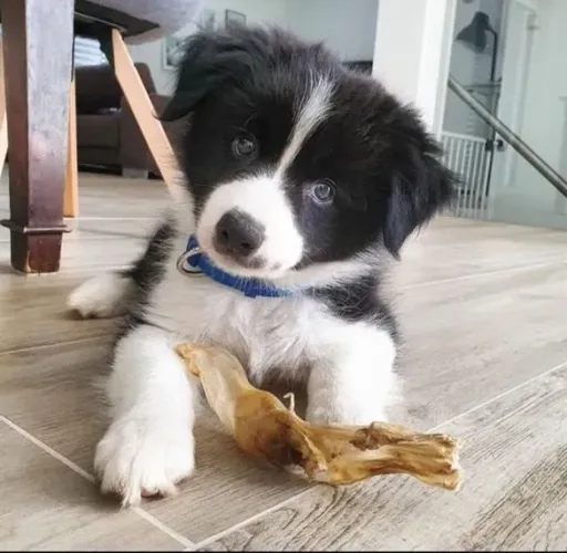 Filhote Border Collie, os mais encantadores da cidade te esperam!