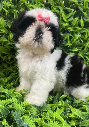 Shih Tzu fêmea bicolor com 2 meses. Fofura e carinho em cada pelinho!