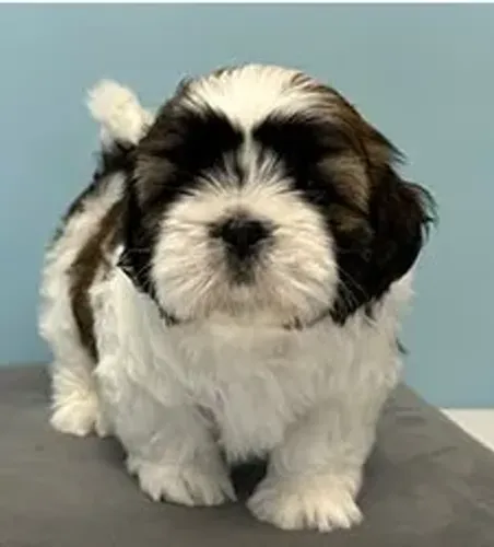 Shih-Tzu Fêmea Chocolate: Encanto e Carinho em Uma Só Filhote!