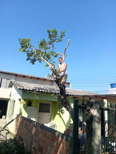 Serviço de podas de árvores em geral 