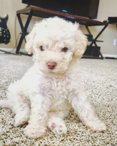 Poodle fêmea e macho aqui 