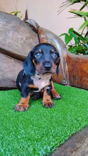 Basset salsicha, Dachshund, teckel, Cofap, salsichinha 
