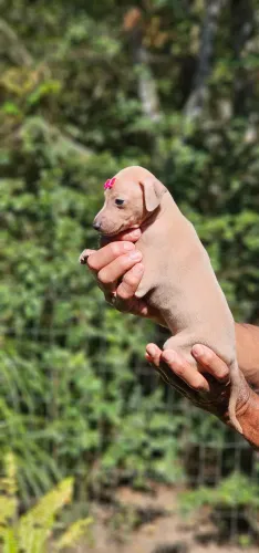 Galgo Italiano Femea cor Isabela - Raridade