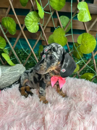 Dachshund Kanichen