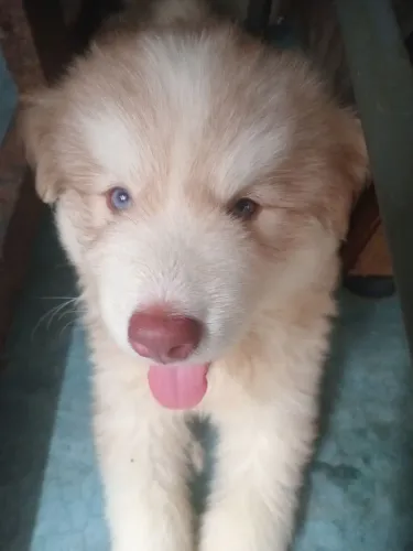 Lindos filhotes de Husky com heterocromia. Apenas 3 na ninhada. Cães fortes e saudáveis