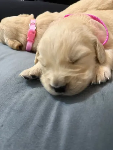 Golden Retriever filhotes macho