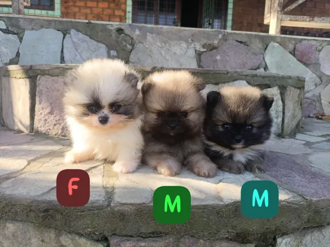 Lindos filhotes de Lulu da Pomerânia