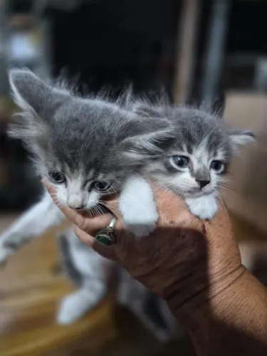 2 gatinhas lindas e carentes de amor