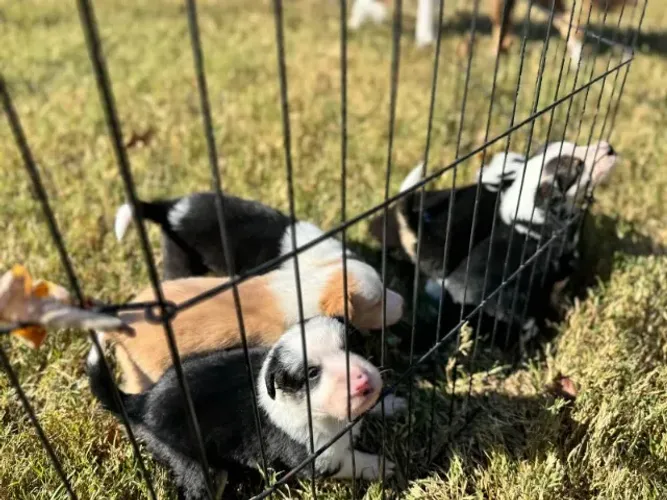 Filhoites de Border Collie | Filhotes que aquecem o coração!