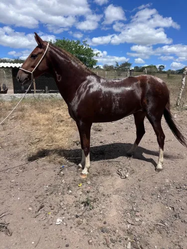 Égua mangalarga à venda