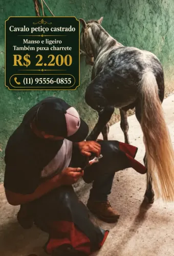 Vendo Cavalo Piquira Crioulo Castrado