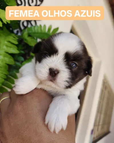 Filhotes fêmea e macho shitzu