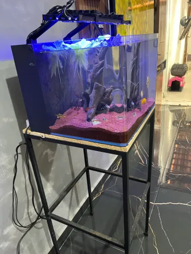 Aquario 