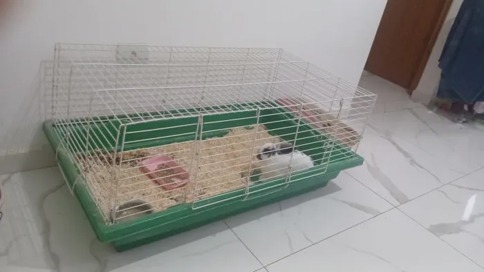 Mini coelho com gaiola