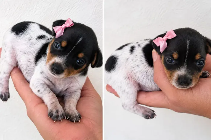 Filhotes pinscher