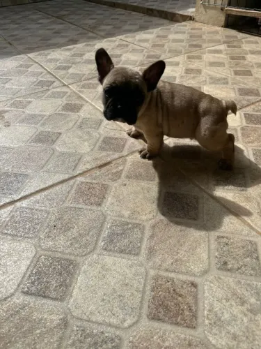 Cachorro