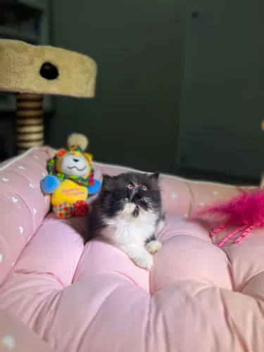 Filhotes de gatos persas