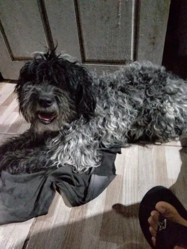 Cachorra
