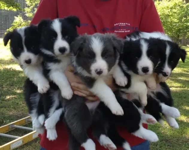 Border Collie - Carinho Que Faz Bem