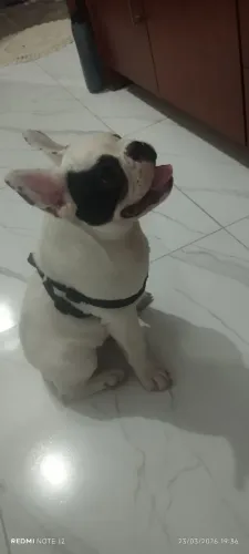 Buldog francês